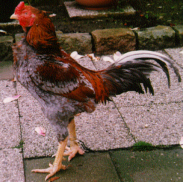 img85.gif